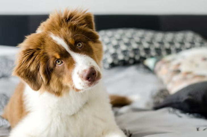 Australian Shepherd puppy tilting its head while lying on a bed with patterned pillows