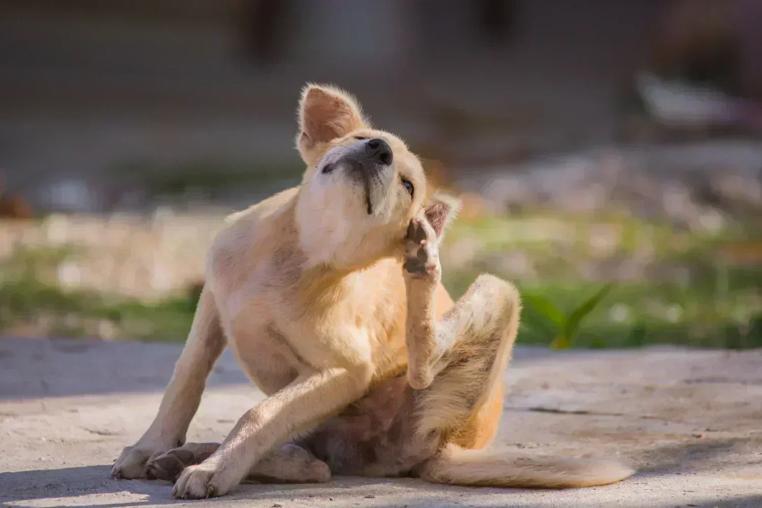 Light tan dog scratching its ear while sitting on a sunlit concrete path with blurred grass background