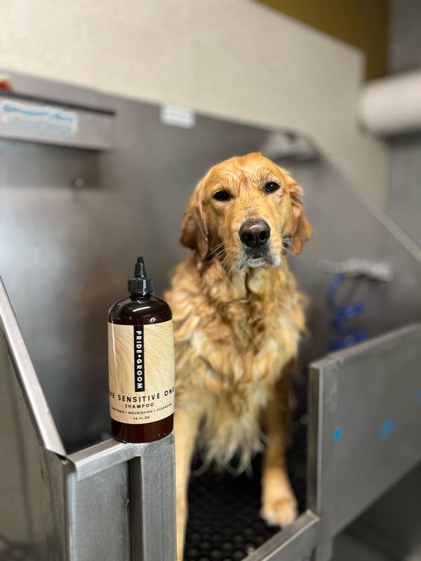 Golden retriever standing in a grooming tub during a bath with a bottle of PRIDE+GROOM The Sensitive One shampoo in the foreground