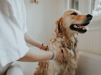 Golden retriever being bathed by a person in a sunlit bathroom
