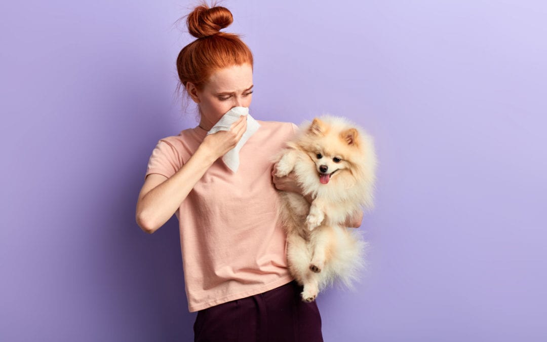 Woman holding a small fluffy dog while covering her nose with a tissue against a purple background