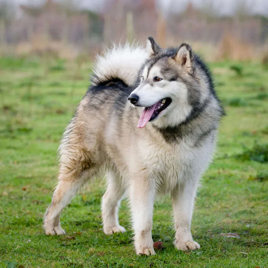 Siberian husky standing on grass with thick double coat and tongue out, looking to the right