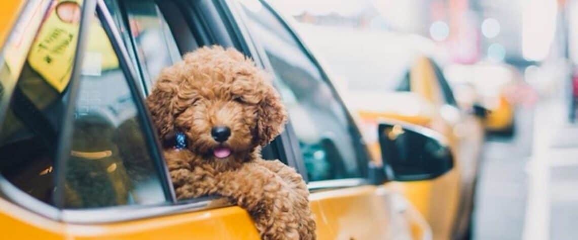 Curly brown dog leaning out of a yellow NYC taxi window on a city street