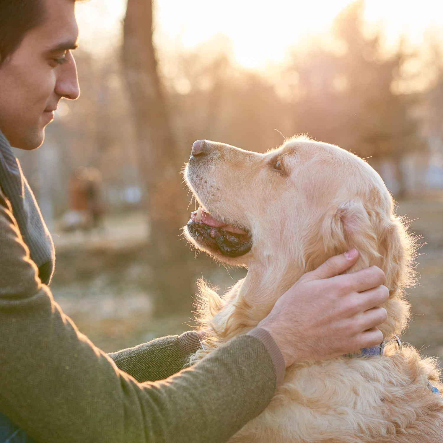 Man gently petting a golden retriever in a park at sunset