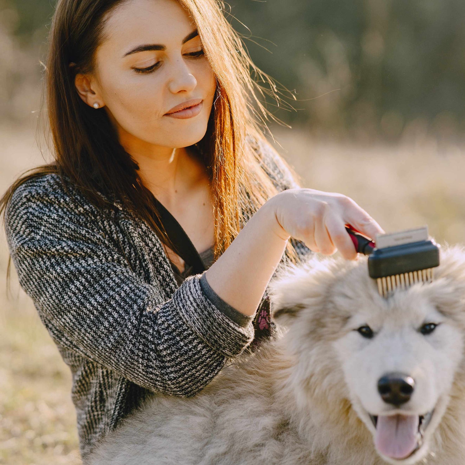 Woman brushing a fluffy dog outdoors in warm golden light