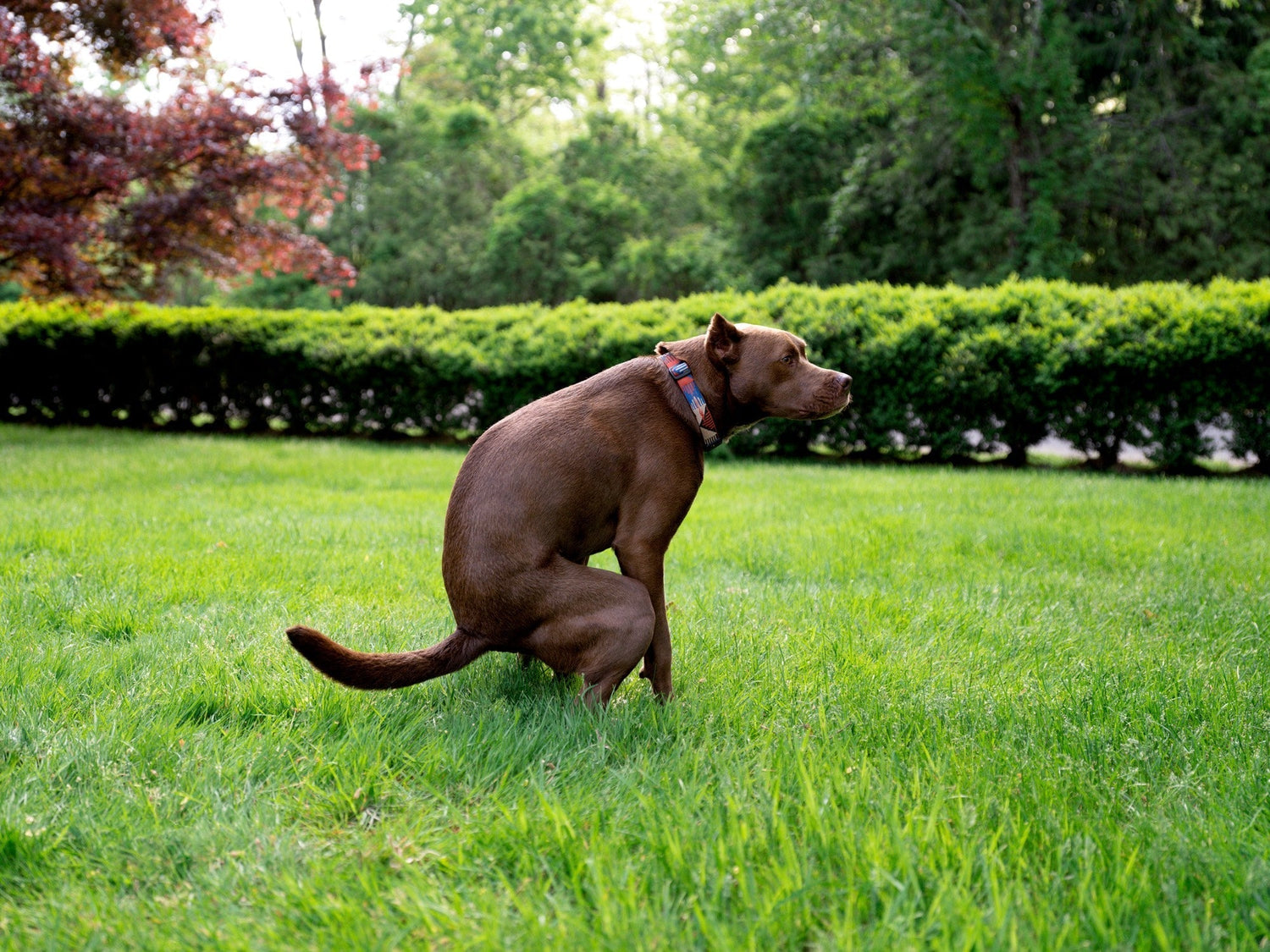 Brown dog squatting to defecate on a green lawn with hedges and trees in the background