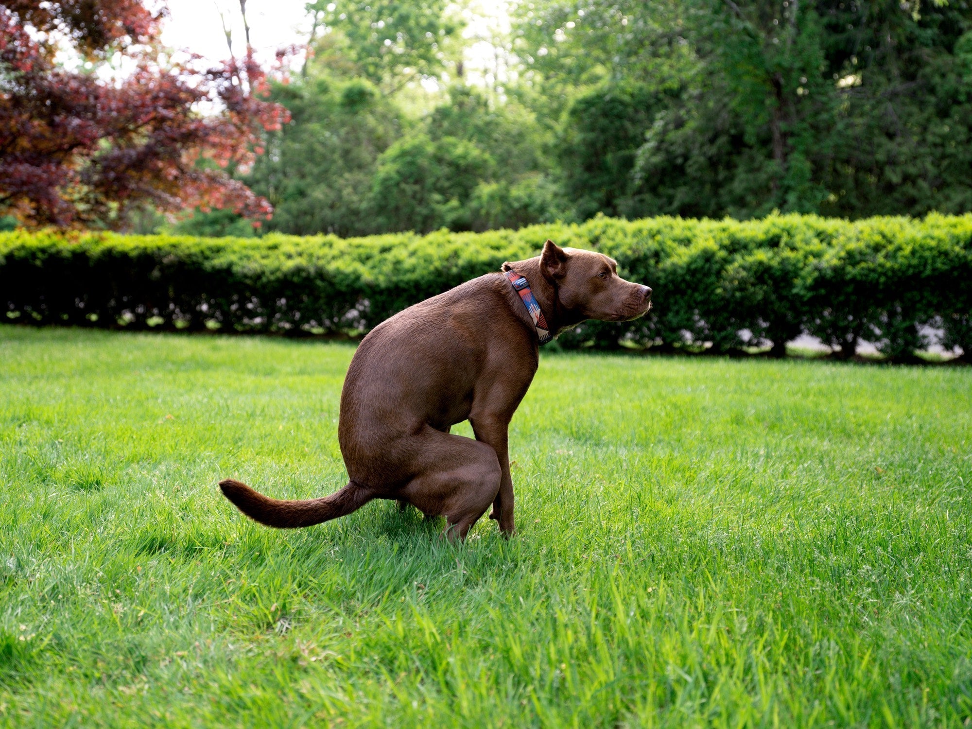 Brown dog squatting to defecate on a green lawn with hedges and trees in the background