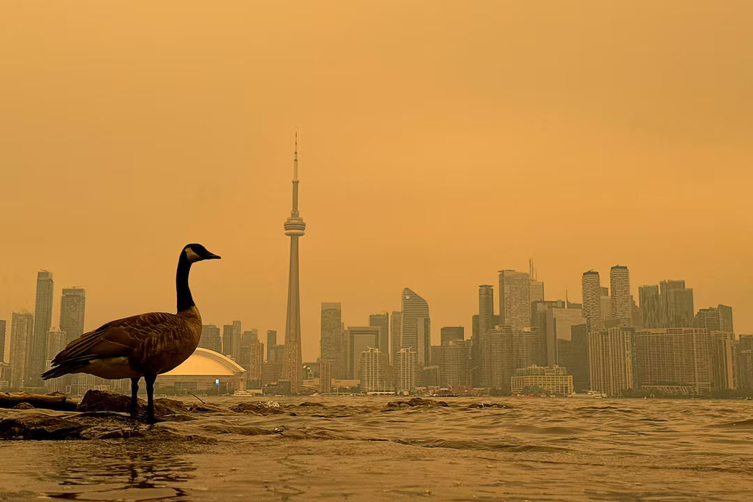 Canada goose standing on a rocky shore with the Toronto skyline and an orange wildfire-smoke haze