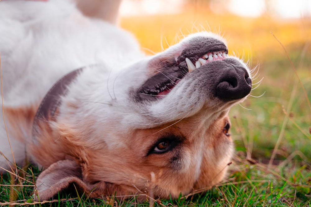 8 signs of poor dog dental care, dog dental health