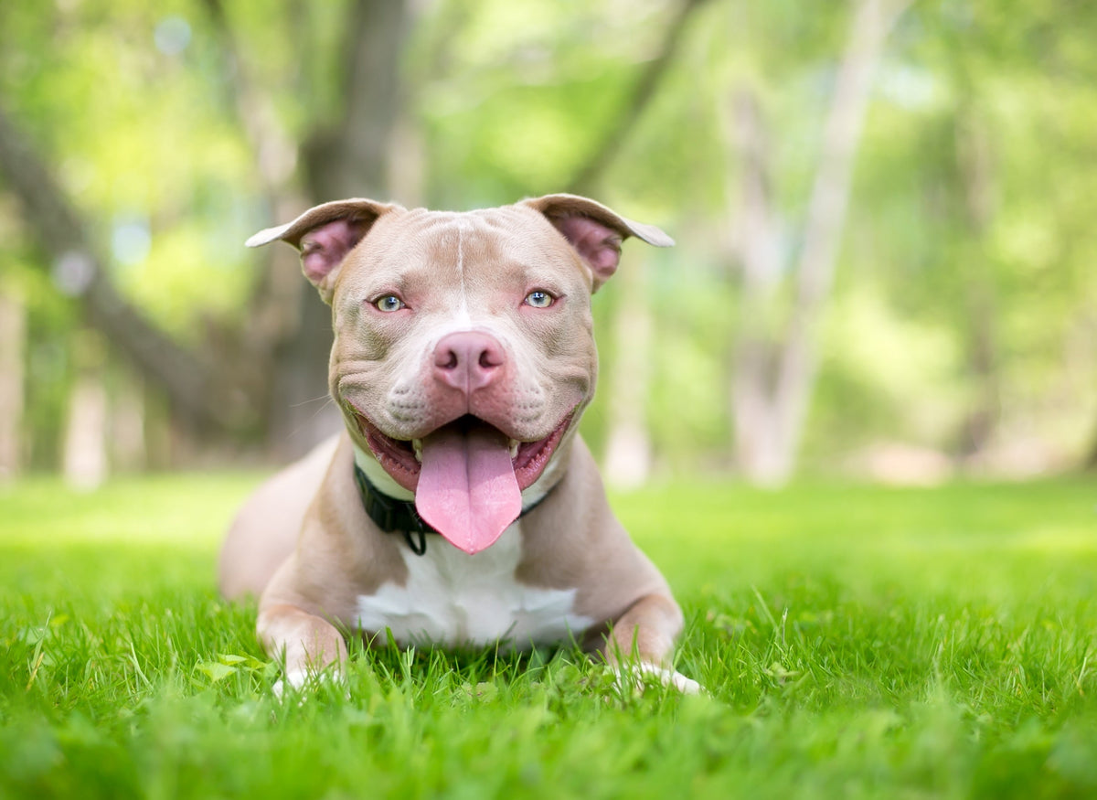 Happy smiling pit bull lying in the grass for National Pit Bull Awareness Day 2026