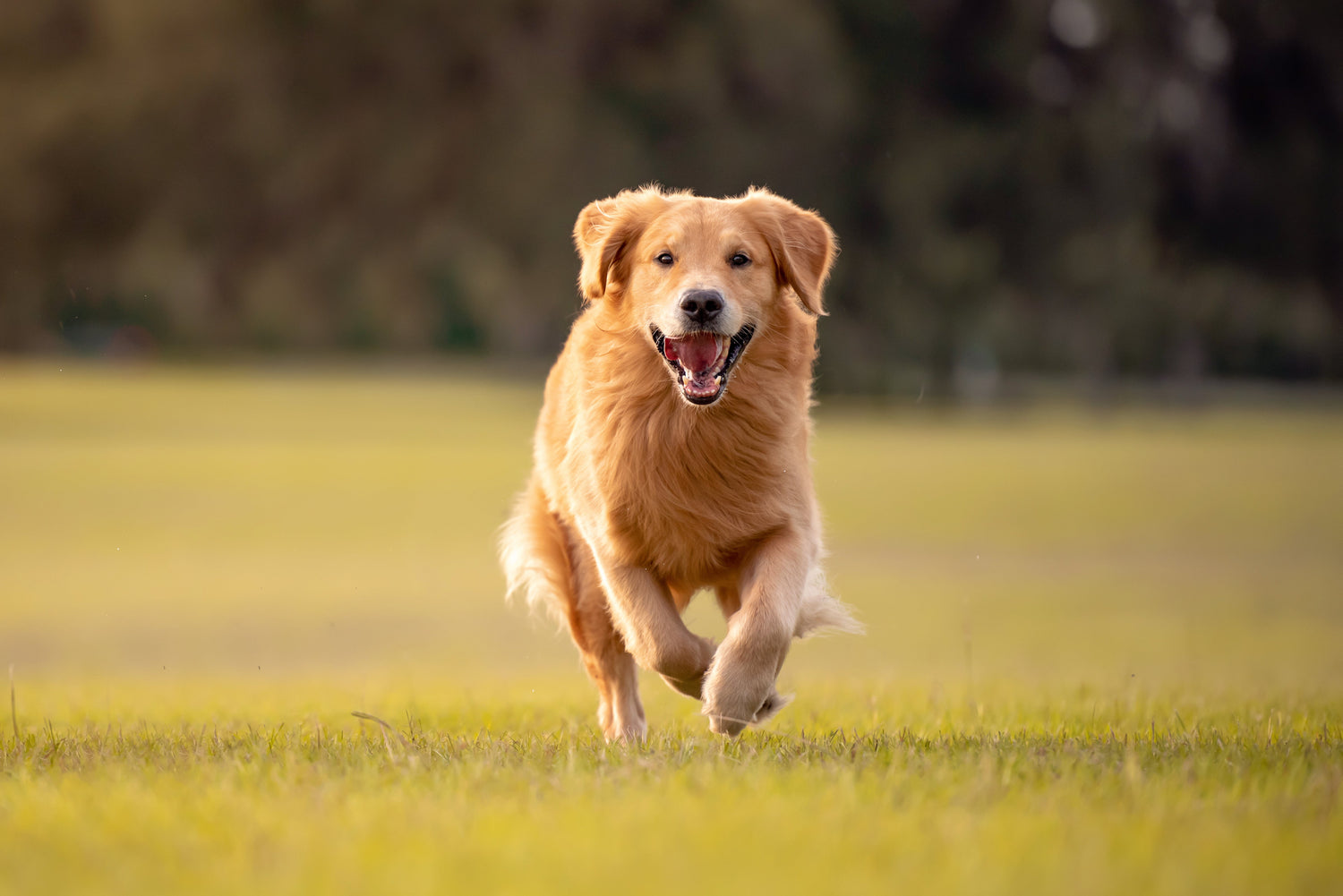 Dog Skin Health: What's Really Living in Your Dog's Fur? Understanding Your Dog's Skin, Coat, and the Hidden World Beneath