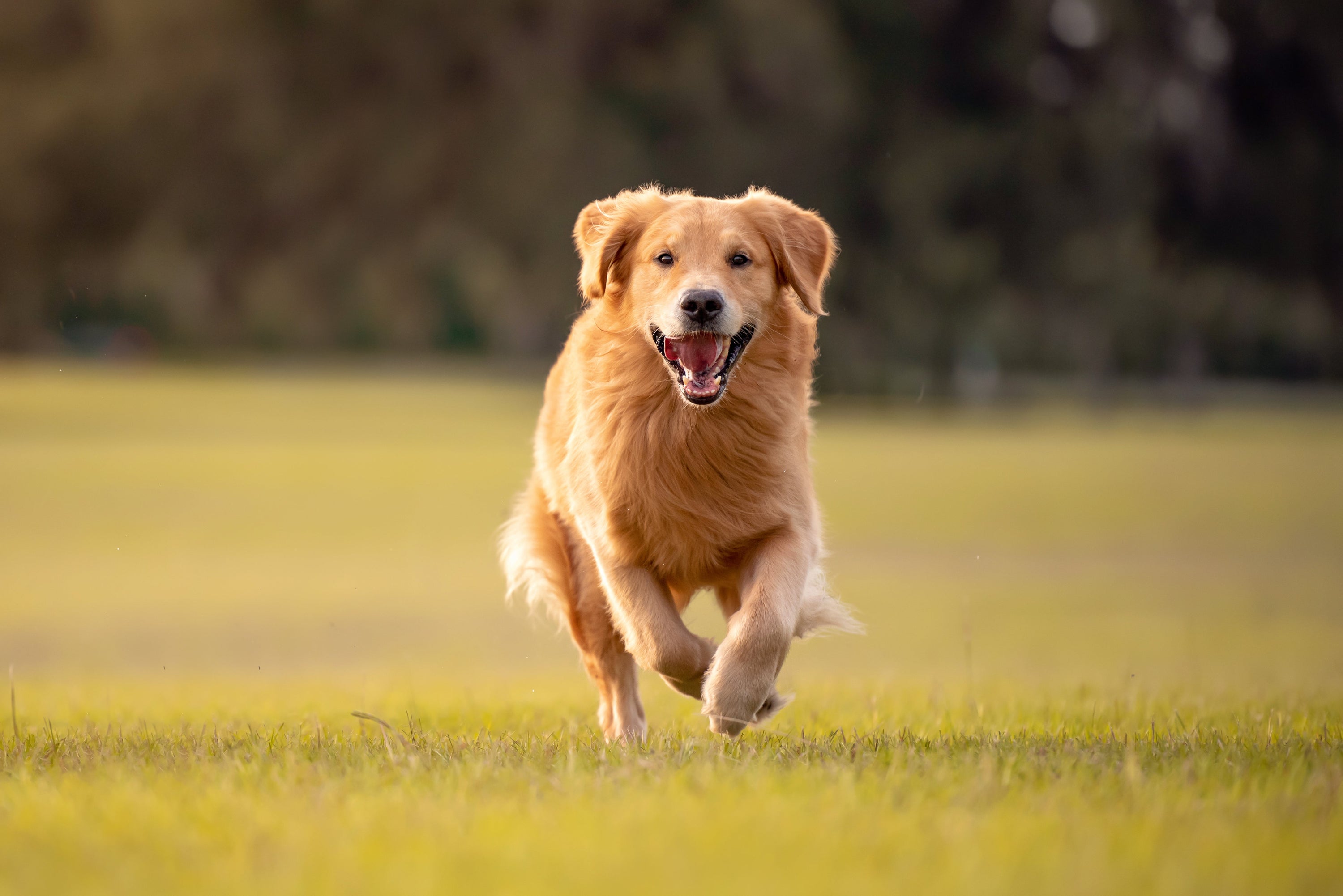 Dog Skin Health: What's Really Living in Your Dog's Fur? Understanding Your Dog's Skin, Coat, and the Hidden World Beneath