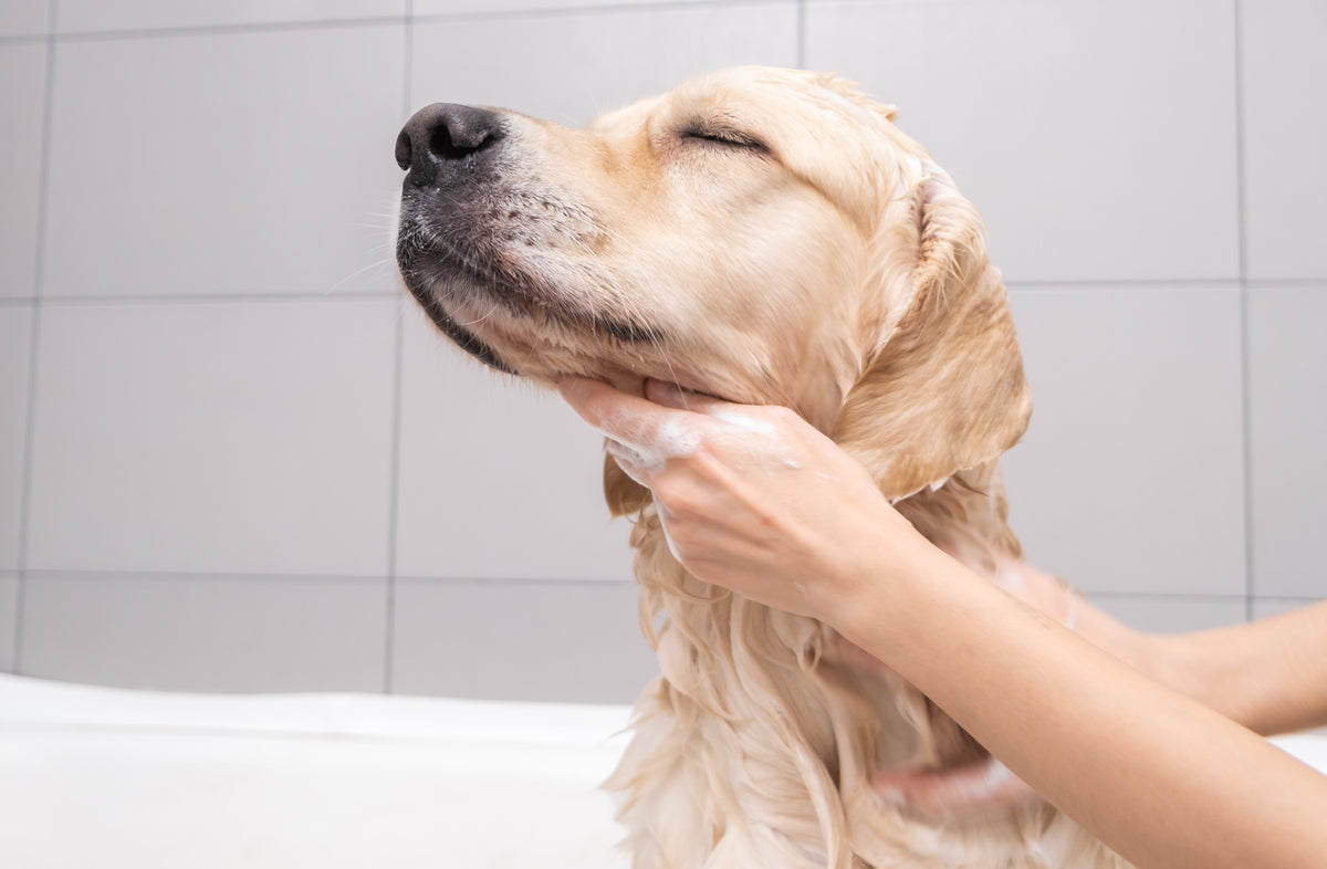 Golden retriever during a de-shedding bath routine