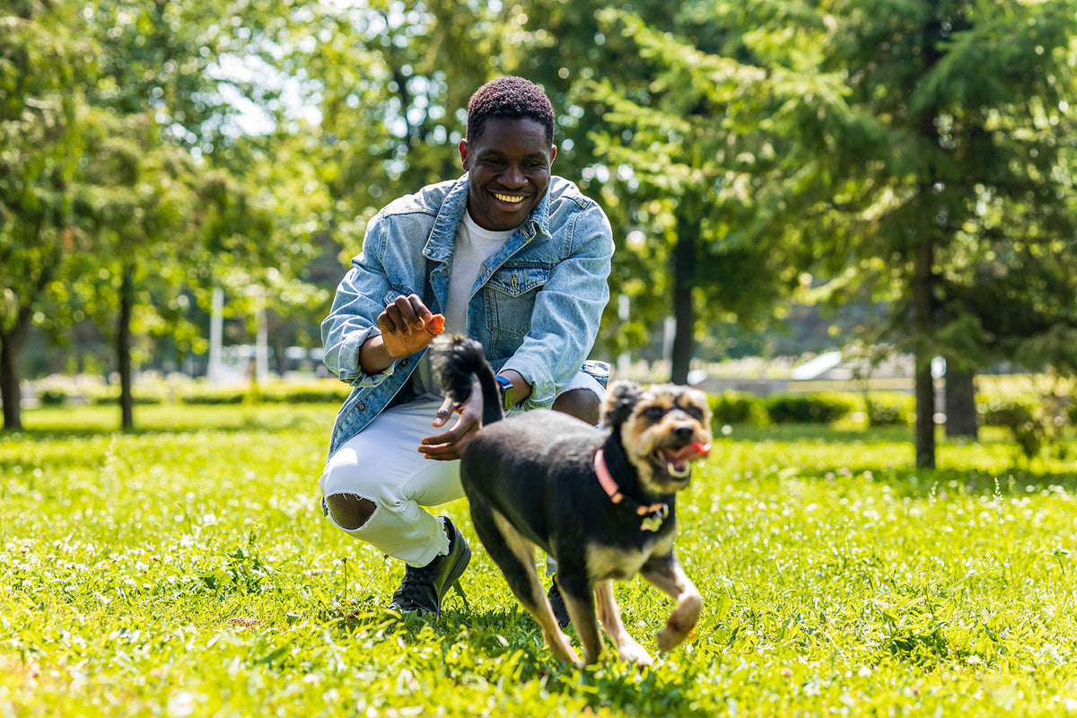 What Does Responsible Dog Ownership Actually Mean?