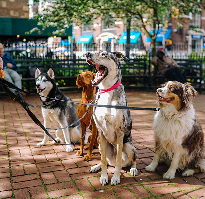 best parks in NYC for dogs, dog-friendly parks in NYC