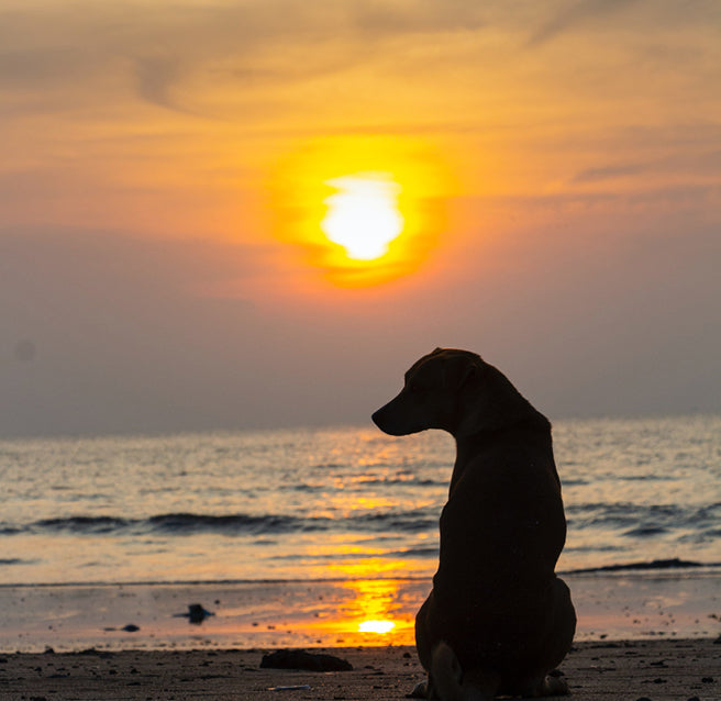 Dogs sunset, Louse Point, Hamptons, Summer, Noyack, Long beach, Sag Harbor, 
