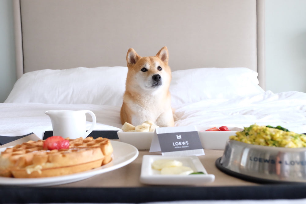 best hotels for dogs in usa