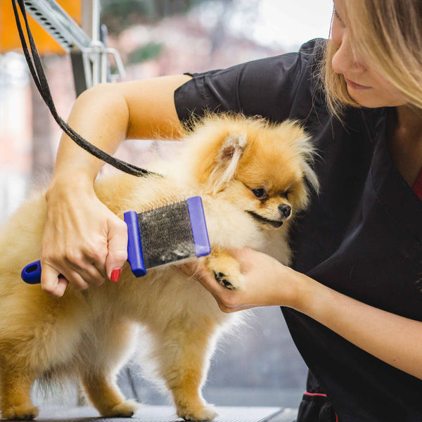 Tips for Brushing a Dog According to Coat Type