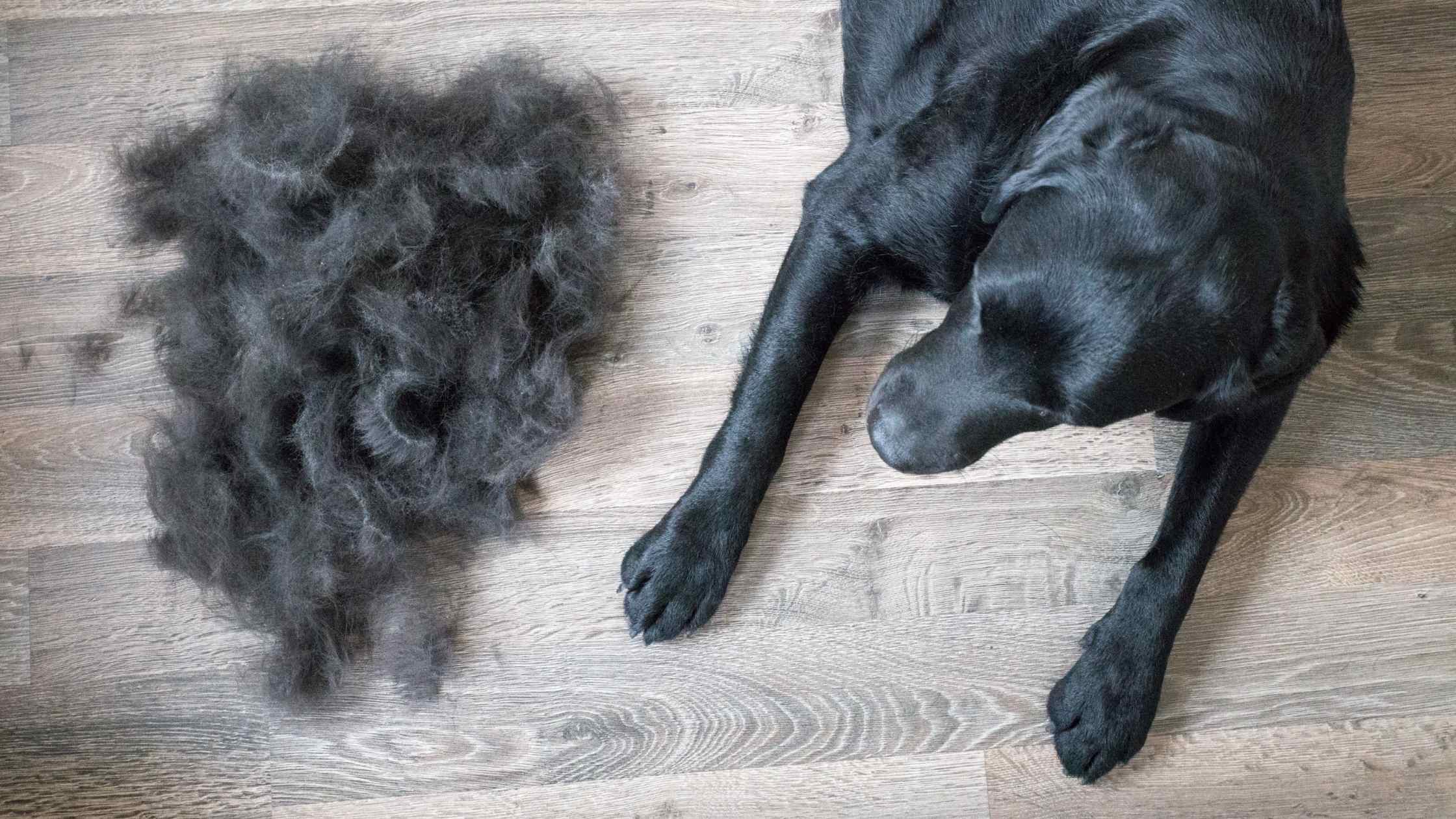 Dog Shedding Season is here: Dog Shedding Tips | Pride+Groom