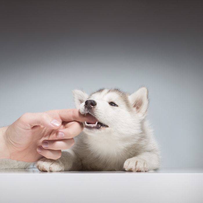 Why Puppies Bite, stop puppy biting 