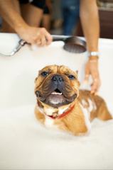 What Does Dog Shampoo Do? Canine Cleansing 101