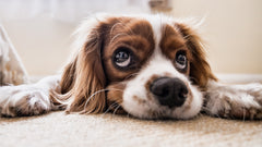 Signs of Poisoning in Dogs: A Comprehensive Guide