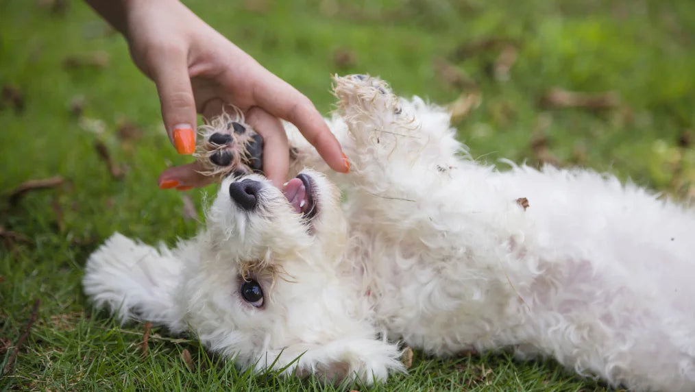 Understanding the Behavior of Bichon Frise Dogs: Why Do They Lick So Much?