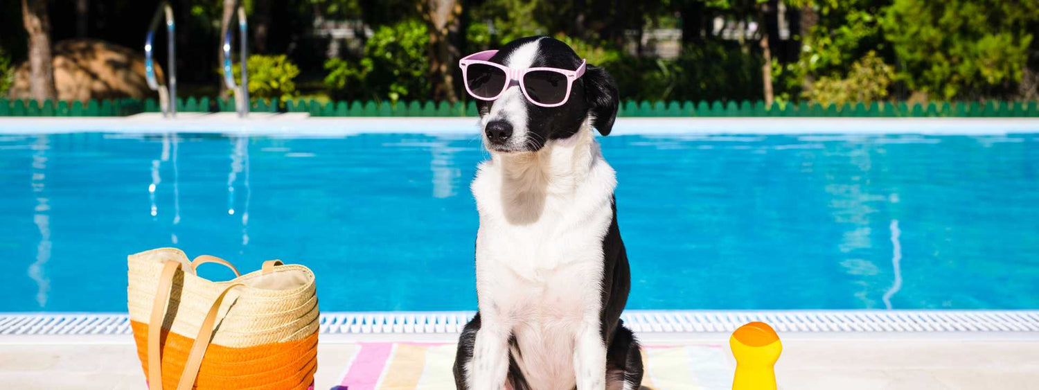 danger of dog swimming in pool 