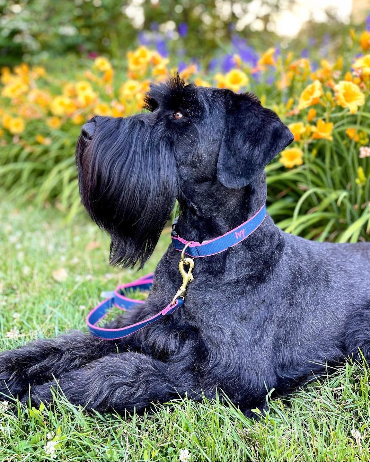 how to photograph black dog