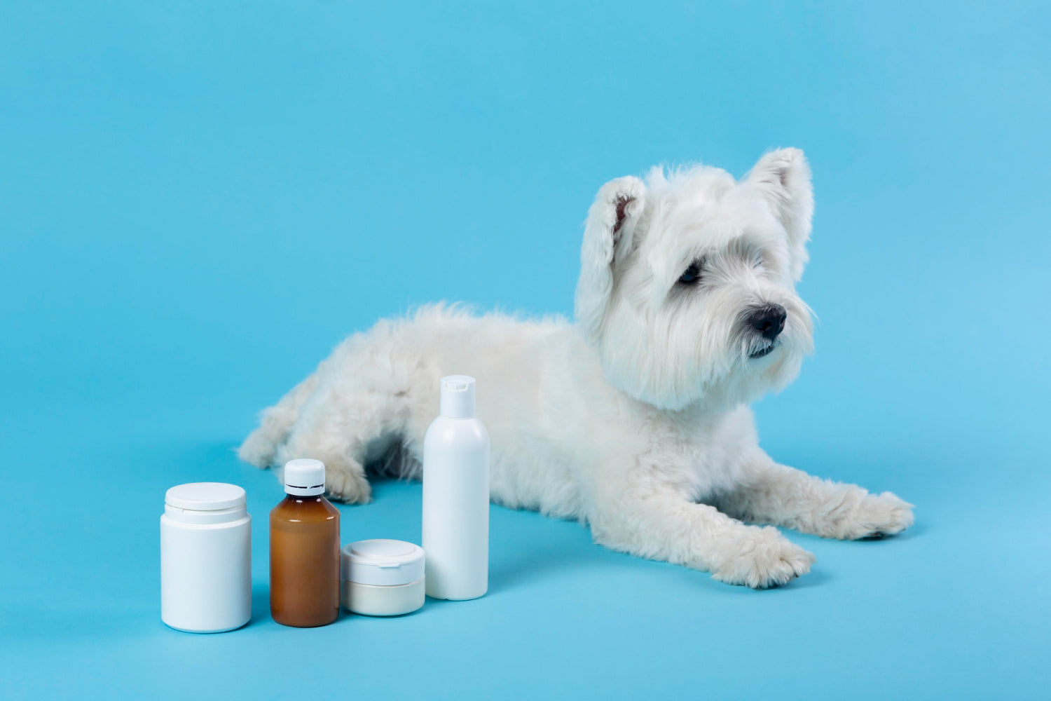 dog supplements , how long does it take for supplements to work on dogs