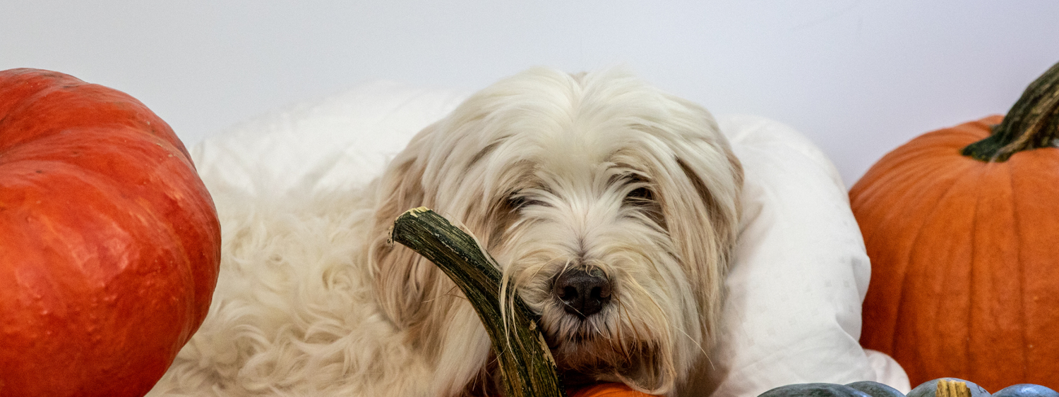 Dog Friendly Pumpkin Patch