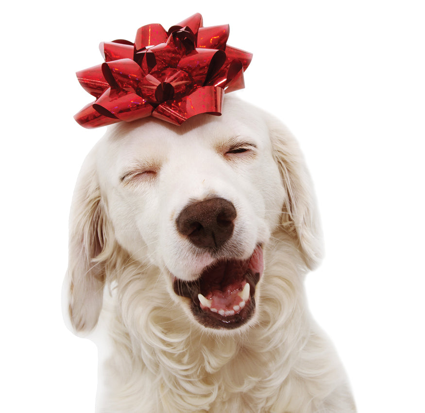 Gift Guide for Puppies: The Perfect Holiday Presents for Your Puppy