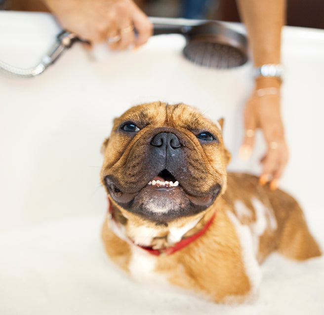 how to properly groom a dog?