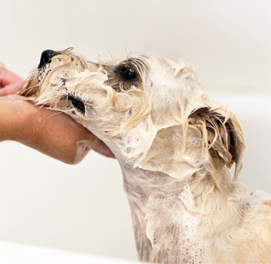 top 10 dog grooming mistakes