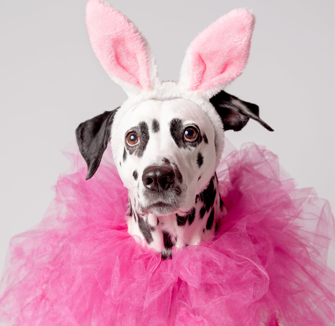 halloween and dogs, how to celebrate halloween with dogs? 