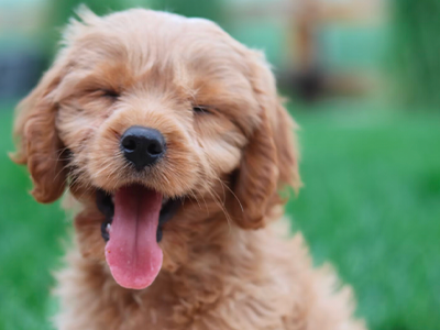 The Ultimate Guide to Goldendoodle Haircuts: Which One Is Right for Your Dog?