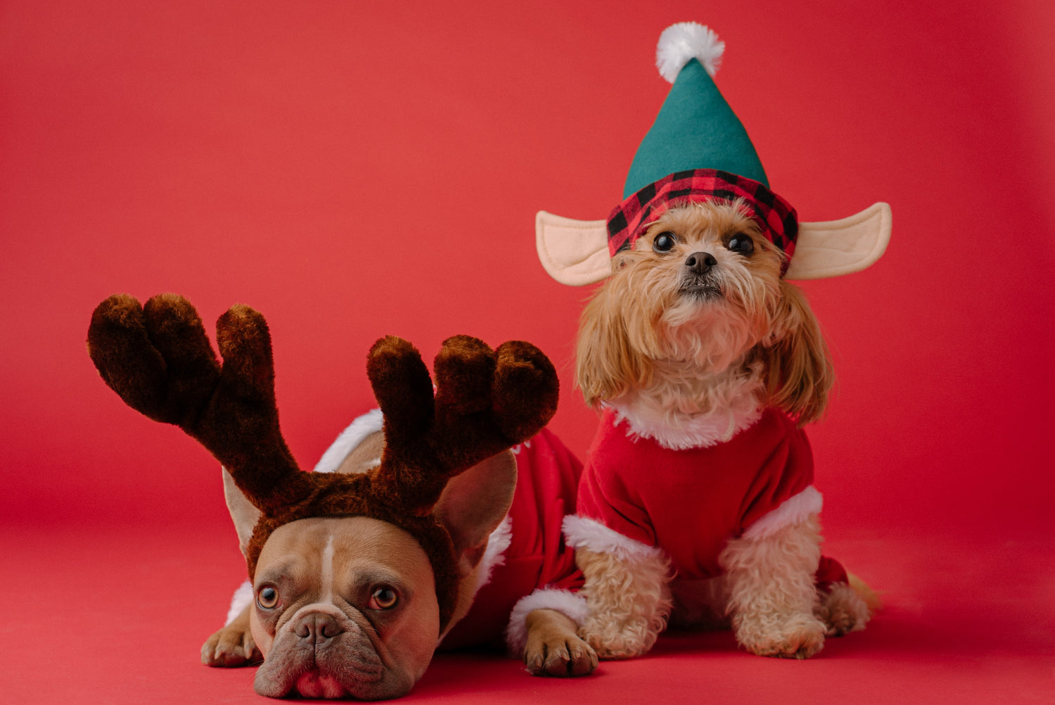 Two cute pups dressed as an elk and a reindeer.