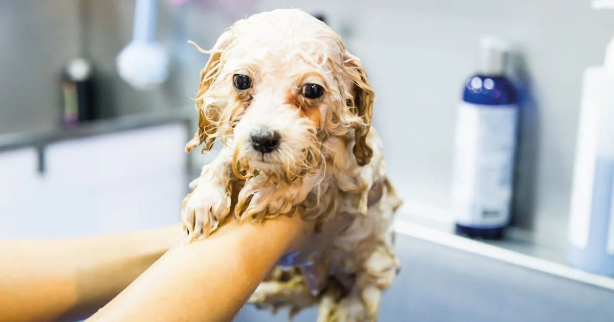 When Is It Safe to Use Dog Shampoo on Your Puppy? A Guide for New Pet Parents