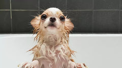 Why Your Dog Gets Hyper After a Bath: The Essential Guide to a Stress-Free Dog Bath Experience