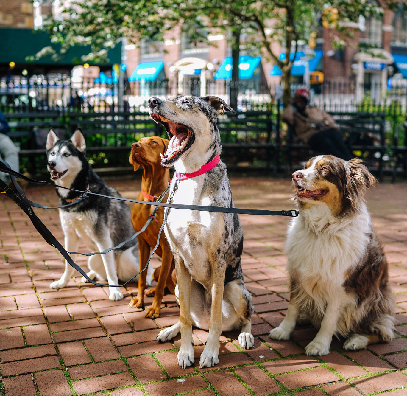 why dogs sniff on the walk
