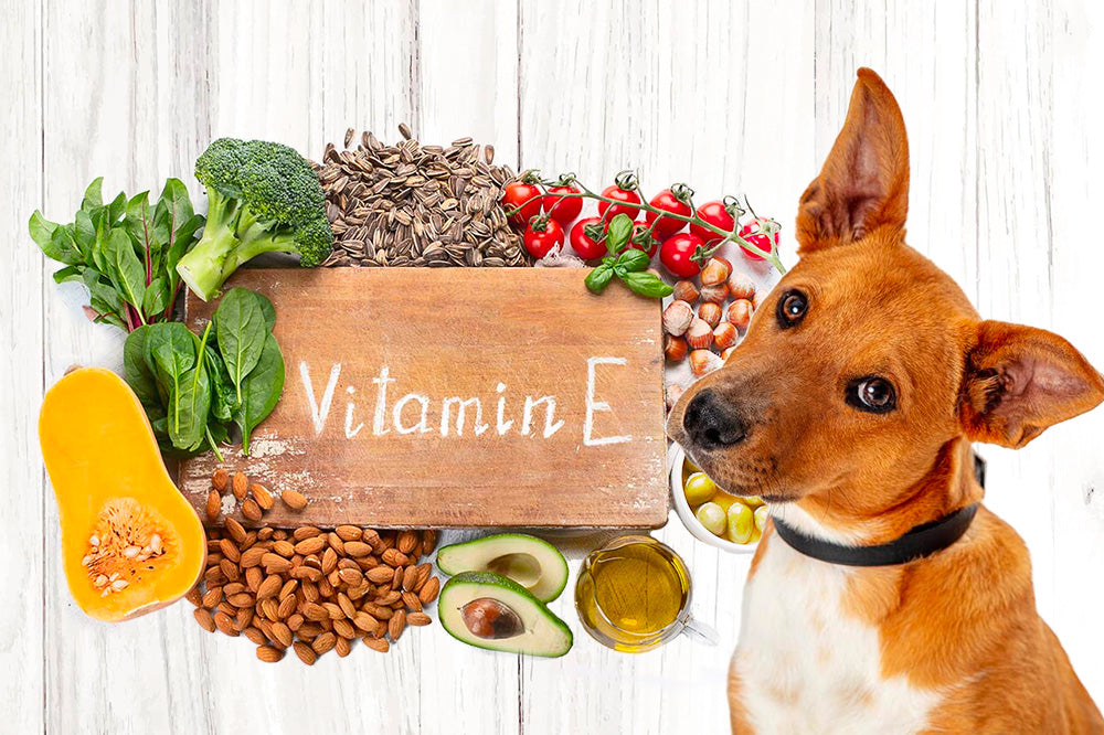 vitamin e for dogs