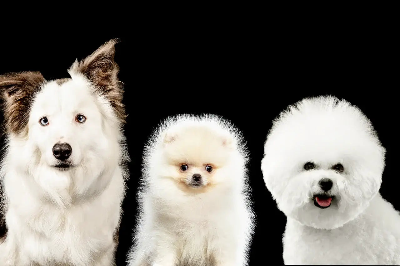 cute white puppy breeds