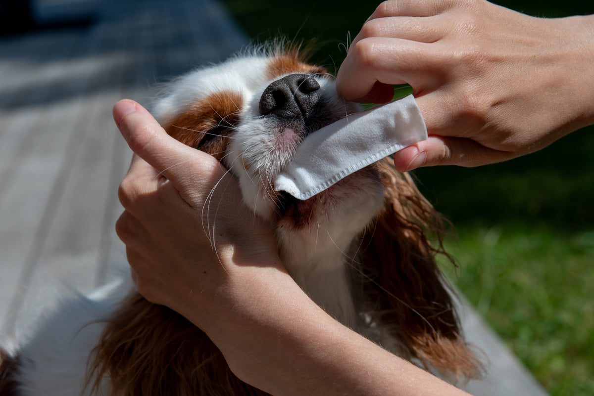 THE PEARLY WIPES