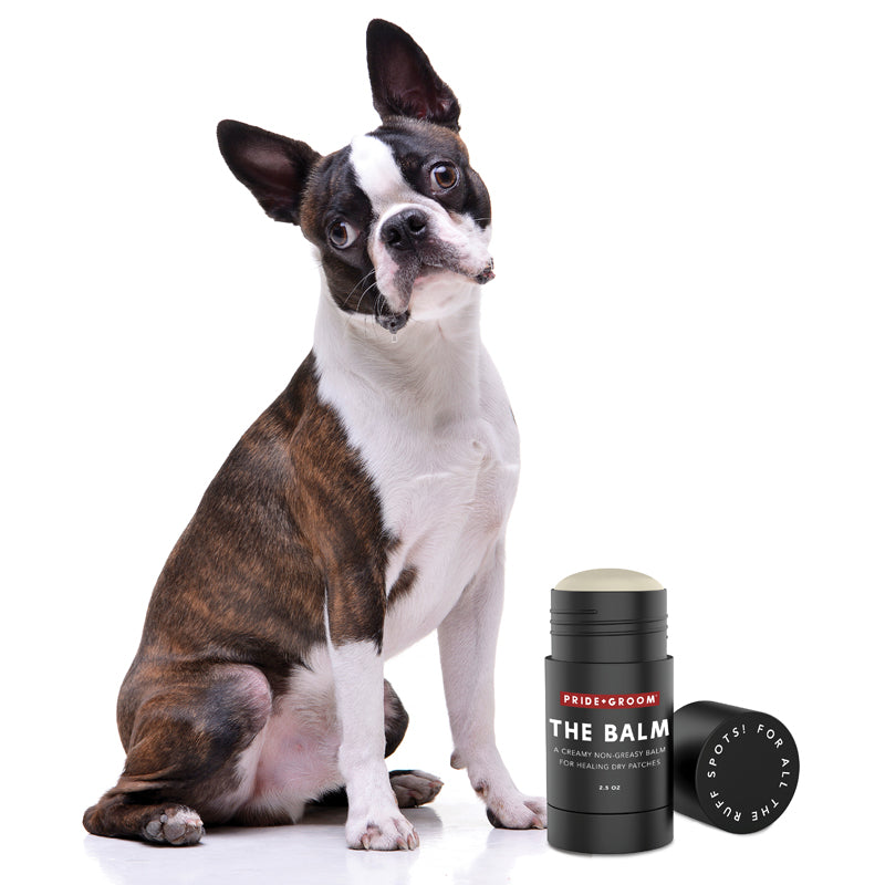 French bulldog 2024 paw balm