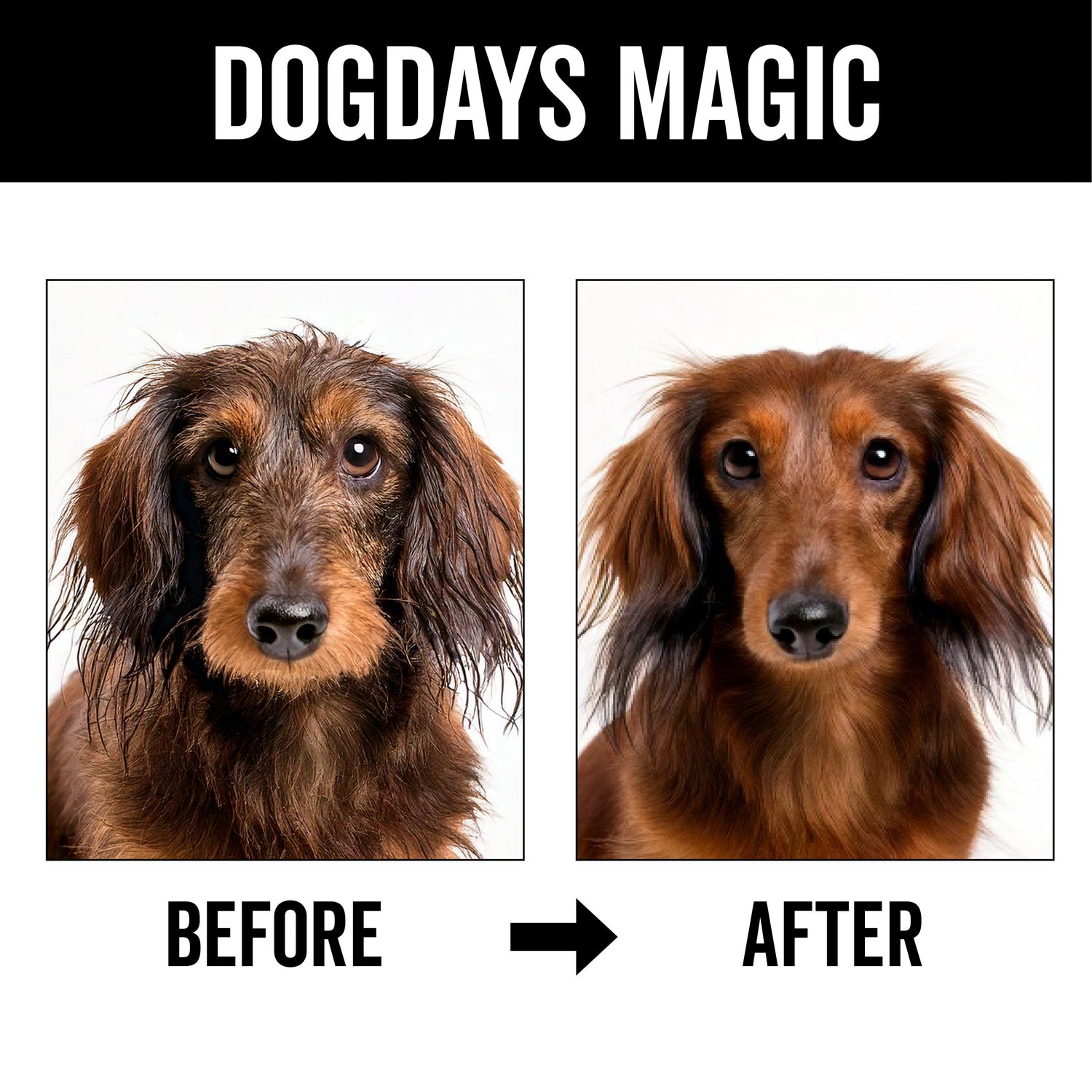 DOGDAYS Waterless Foaming Shampoo