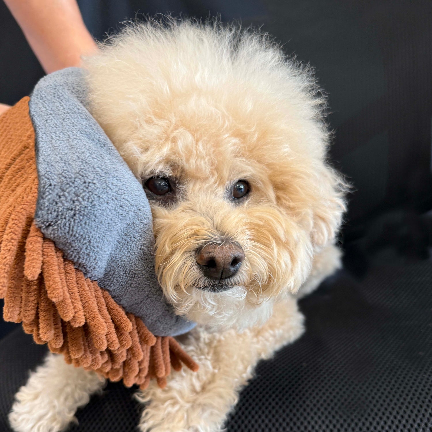 THE MAGIC MITT Dual-Sided Microfiber Grooming Mitt for Dogs &amp; Cats — Use with Waterless Shampoo