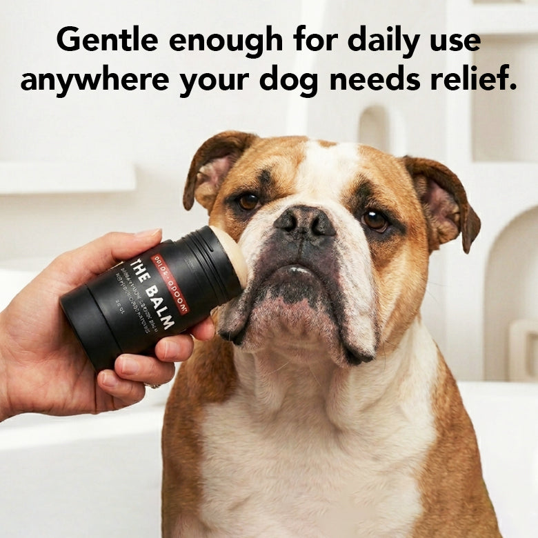 Is There a Camera I Can Put on My Dog?