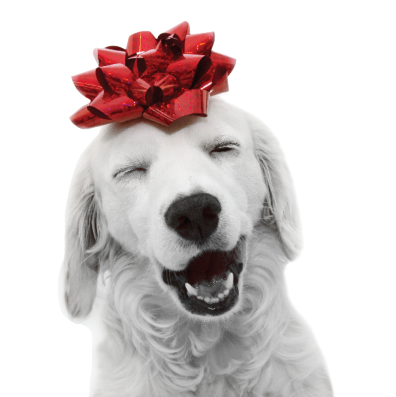 THE GIFT CARD