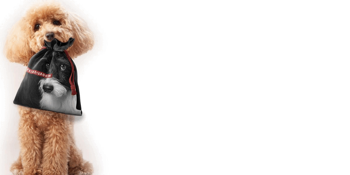 Favorite Things 2023: best pet grooming products | Pride+Groom
