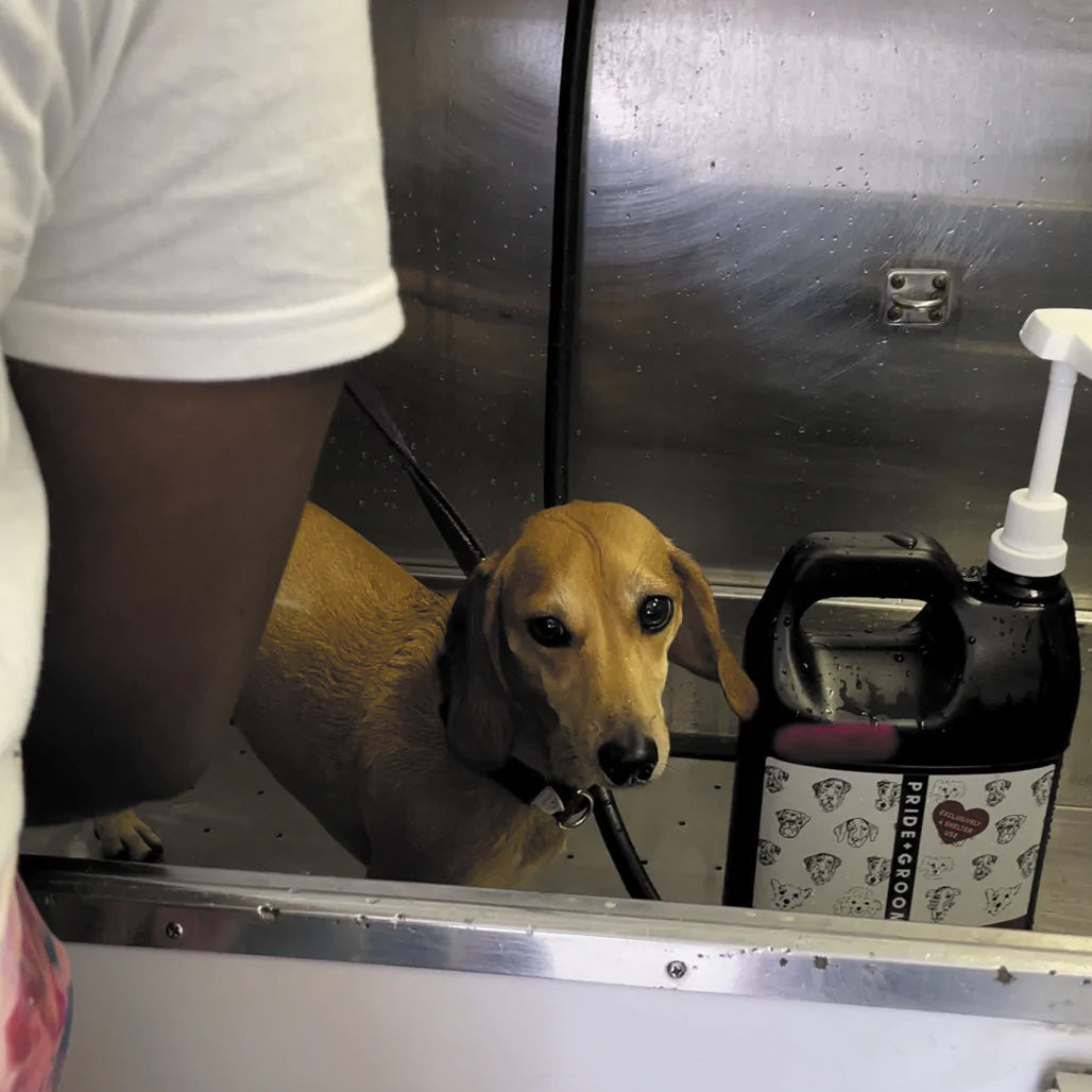 helping dog shelters, adopting dogs, shampoo for dog shelters